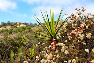 California Native Plants